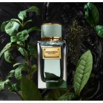 DOLCE & GABBANA DOLCE & GABBANA Velvet Infusion